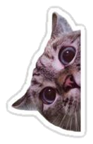 Cute Cat Sticker #001